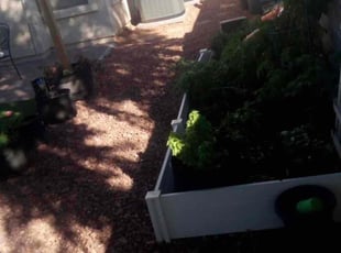 Ravi G.'s Leaf Removal service result