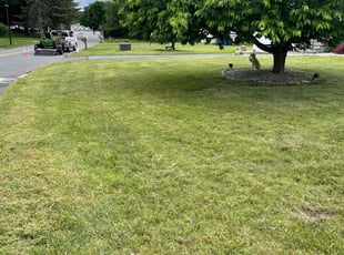 Martina L.'s Lawn Service service result
