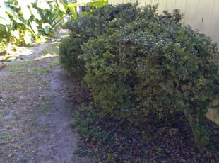 Bush Trimming by Arthur Moore for Raiza R. in Jacksonville, FL