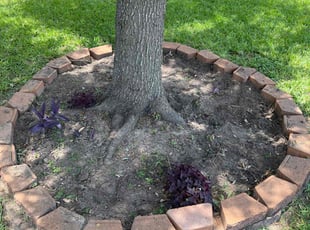 Weeding by Thomas Ruiz for Danielle J. in Houston, TX