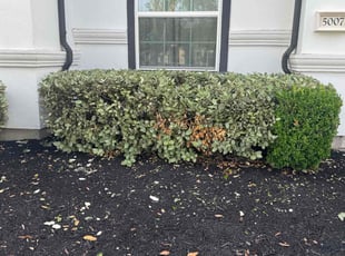 Bush Trimming by Oswaldo Hernandez for Lucas M. in Fulshear, TX