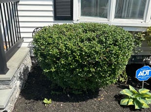 Bush Trimming by David Coppola for Shatisha R. in Hamden, CT