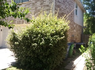Bush Trimming by Jason Westgor for Don M. in San Antonio, TX
