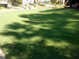 Cynthia M.'s Lawn Care service result
