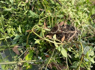 Weeding by Antonio Barnes for Megan B. in Savannah, GA