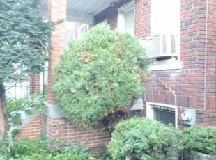 Bush Trimming by Chris Stewart for Maurice P. in Washington, DC