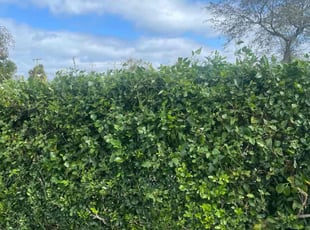 Bush Trimming by Charles Walton for Tammy A. in West Palm Beach, FL