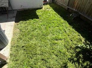 Kim T.'s Grass Cutting service result