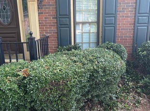 Bush Trimming by B fleming for Benjamin T. in Lilburn, GA