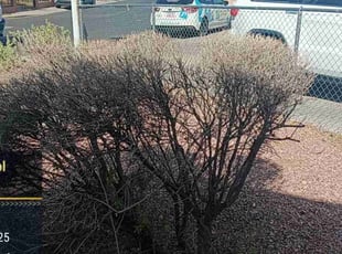 Larry L.'s Bush Trimming service result