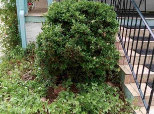 Bush Trimming by Chris Clark for Lynn V. in Colorado Springs, CO