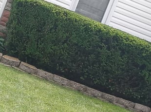 Bush Trimming by Niesha Lomax for Ashley C. in Speedway, IN