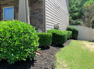 Bush Trimming by Shawn Williams for Clara S. in Sugar Hill, GA