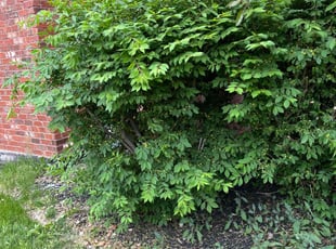 Bush Trimming by Jay Safford for Tomeka H. in Frankfort, IL
