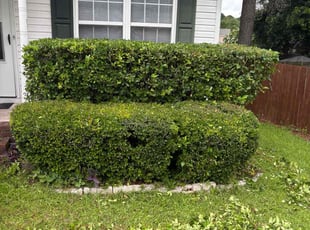 Bush Trimming by Eric Syphertt for Mariah C. in Columbia, SC