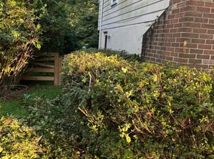 Bush Trimming by Jason Scott for Ken C. in Rockville, MD