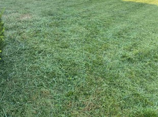 Michelle W.'s Grass Cutting service result