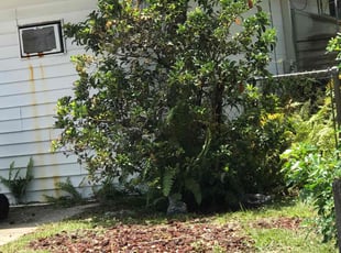Bush Trimming by Jarvis Howell for Dan m. in Titusville, FL