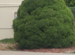 Bush Trimming by Julio Almestica for Ramy M. in Lee's Summit, MO