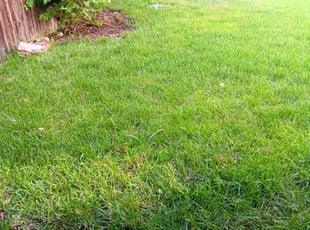 Eric K.'s Lawn Mowing service result