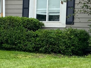 Bush Trimming by Bryan Fletcher for Justin P. in Lee's Summit, MO