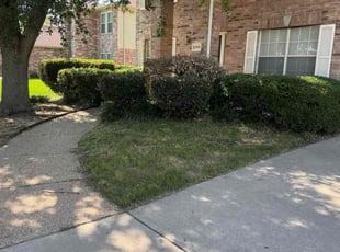 Bush Trimming by Quentin Morgan for Kara P. in Denton, TX