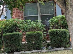Bush Trimming by Marc Davis for Jennifer B. in Converse, TX