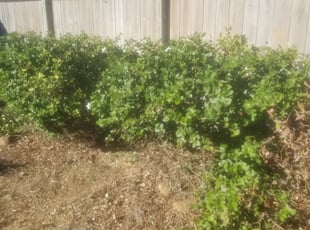Cleanups by Melecio Rivera for Tagen P. in Corpus Christi, TX