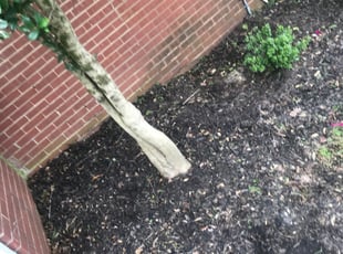 Weeding by Robert Collins for Lexie S. in Richmond, VA