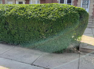 Bush Trimming by Darren Burch for Carolyn D. in Philadelphia, PA