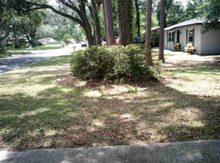 Bush Trimming by Joshua Harris for Tiffany O. in Gainesville, FL
