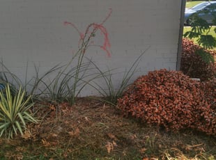Cleanups by Dakota Lally for Louisa S. in Oklahoma City, OK