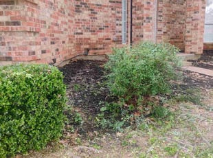 Bush Trimming by Brian Evans for Tamika B. in Arlington, TX