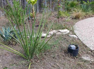 Weeding by Logan Rowe for Andie C. in San Antonio, TX