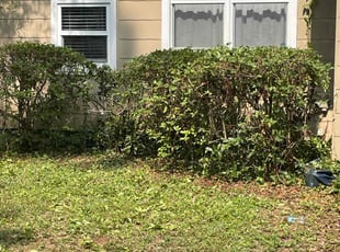 Bush Trimming by Herschell Bradley for Wissam S. in Tallahassee, FL