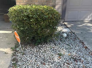 Bush Trimming by Christopher Oropeza for Abby L. in Longwood, FL
