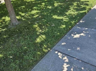 Randy W.'s Lawn Mowing Service service result