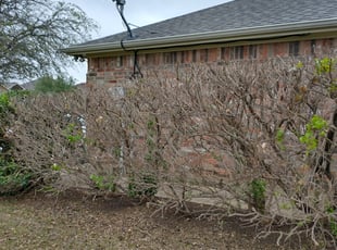 Bush Trimming by Marckus Newhouse for Dustin C. in Crowley, TX