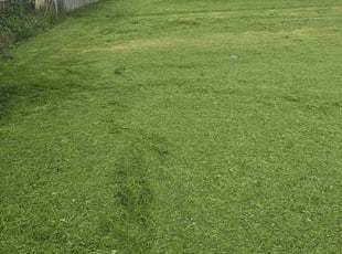 Leroy L.'s Lawn Maintenance service result