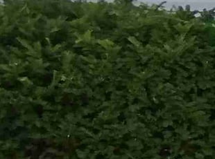 Bush Trimming by Phillip Whitt for Austin S. in Columbus, OH