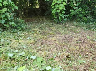 Leaf Removal by Oscar Montesdeoca for William S. in Gastonia, NC