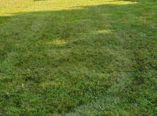Stephanie A.'s Lawn Mowing service result
