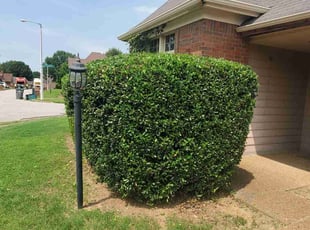 Bush Trimming by Cedric Qualls for Catherine M. in Memphis, TN