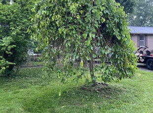 Cleanups by Kristine Webber for Donna M. in Hendersonville, TN