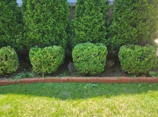 Bush Trimming by Israel vazquez for Brain E. in Chicago, IL