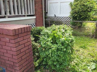 Bush Trimming by Derrick Graves for Kamal L. in Washington, DC
