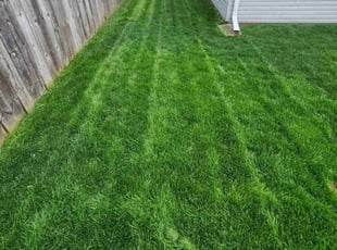 Daniela A.'s Lawn Mowing service result