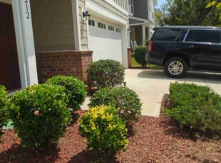 Bush Trimming by Ismael Galvez for Reggie H. in Monroe, NC