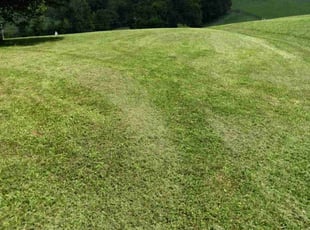 Karen K.'s Lawn Mowing service result