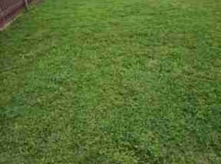 Jon S.'s Grass Cutting service result